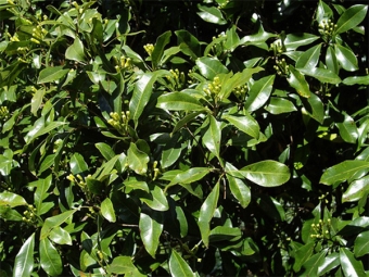  Syzygium aromatizēts