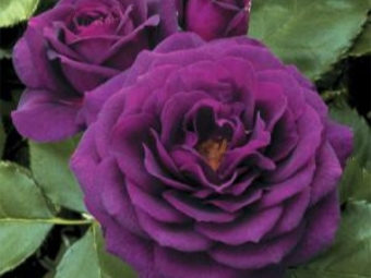  Rose floribunda