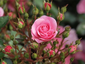  Rose bush