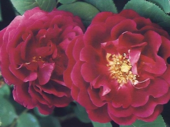  Bourbon roses