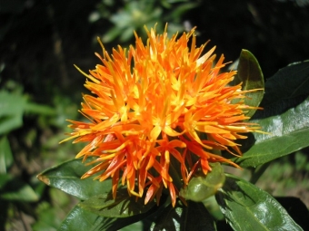  Safflower Flower