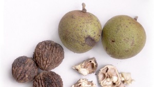  Black walnut
