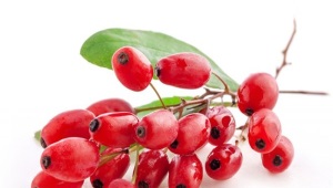 Barberry berries