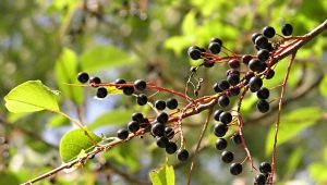  Madár-cseresznye bogyók: haszon és kár, használati ajánlások