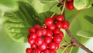  Ano ang maaaring maging handa mula sa berries ng Chinese Schizandra?