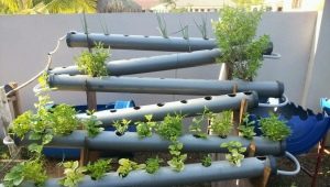  Kas ir hidroponika un kā izvēlēties dārzeņu audzēšanas aprīkojumu?