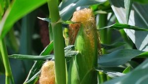  Corn silk: ang mga benepisyo at pinsala, mga paraan ng paggamit
