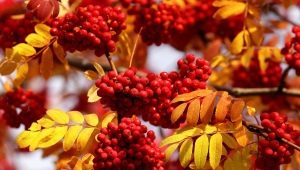  Az őszi bogyók leírása, tulajdonságai és gyűjteménye