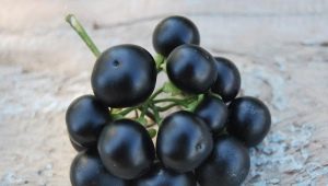  Sunberry: jemnosti pěstování, užitečné vlastnosti bobulí a kontraindikace