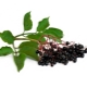  Elderberry fekete