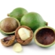  Macadamia (walnut sa Australya)