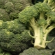 Kā cept brokoļus cepeškrāsnī: receptes un ieteikumi
