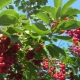  Red cherry: kapaki-pakinabang na mga katangian, planting at pangangalaga