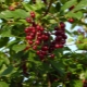  Mga uri ng virginian cherry: paglalarawan at planting