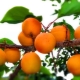  Aprikoze Sibīrijā: kā augt dienvidu augļus skarbos klimatos?