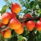  Mga aprikot: planting, lumalaking at nagmamalasakit