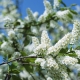  Madár-cseresznye: virágzó idő Oroszország különböző régióiban