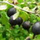  Hybrid ng currant and gooseberry: mga katangian at paglilinang