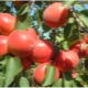  Mga varieties ng aprikot: mga katangian at rekomendasyon para sa pagpili
