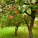 Ovocné stromy pro zahradu: možnosti výběru, výsadba a péče