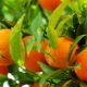  Apelsīnu veselība un ieguvumi