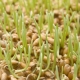  Csíráztatott búza: az előnyök és a kár, a fogadás szabályai és a gabonafélés csírázásának jellemzői