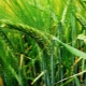  Varieties ng barley ng taglamig at kanilang paglilinang