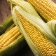  Kā izmantot kukurūzu grūtniecības laikā un vai ir kādi ierobežojumi?