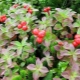  Klopovka: mga tampok, mga katangian at paggamit ng berries