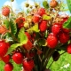  Vadon termő bogyók: nevek, tulajdonságok és gyűjtési szabályok