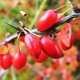  Berry Bushes: Nejlepší odrůdy a pravidla pěstování