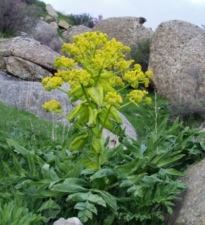  Asaphetid herb