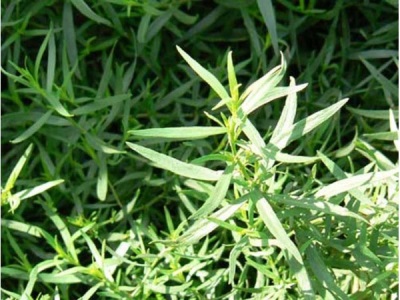  Tarragon bush