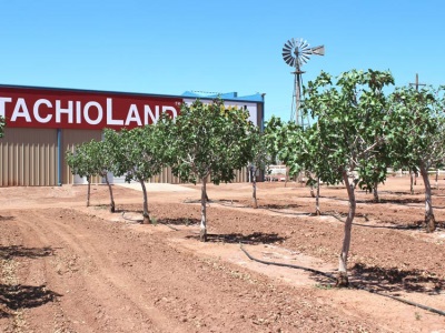  Pistachio Plantation