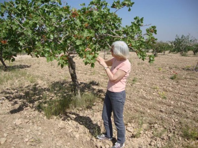  Lumalagong pistachios sa Turkey