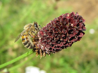  Burnet dobrá rostlina medu