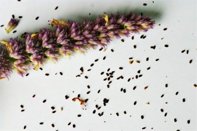  Aniseed lofanta seeds