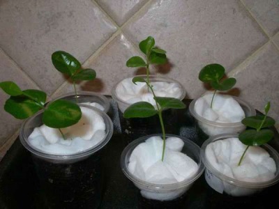  Young Murayi sprouts