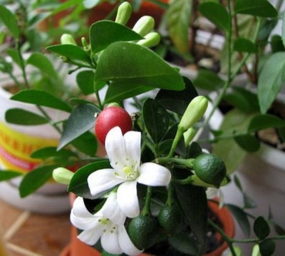  Muraya otthon virágzik, és egyidejűleg gyümölcsöt visel