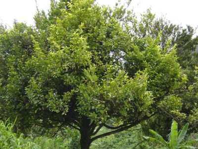 Muscadine koks ar augļiem