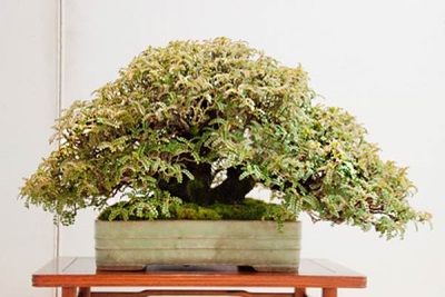  Pepper tree bonsai