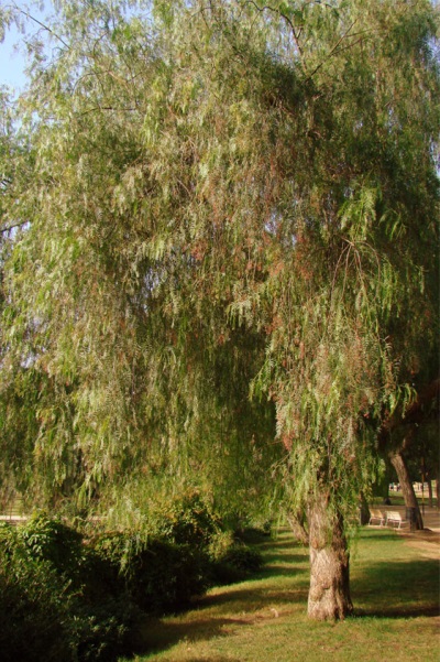  Rozā piparu koks