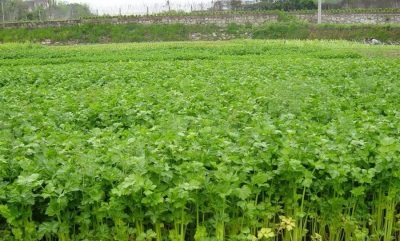  Celer se pěstuje téměř ve všech kontinentech.