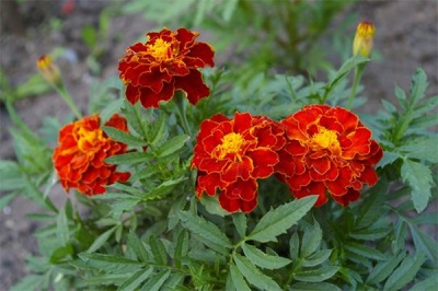  Marigolds nebo Chernobrivtsy
