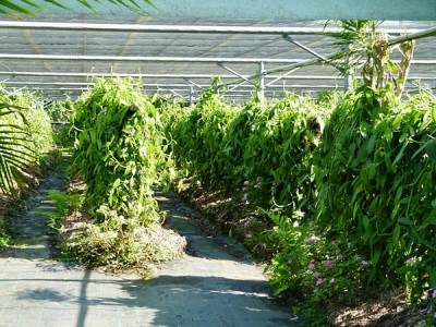  Vanília ültetvények Reunionban