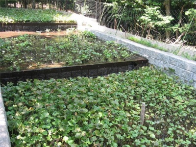  Lumalagong wasabi na walang greenhouse