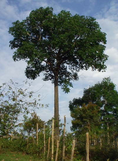  Brazil nut tree