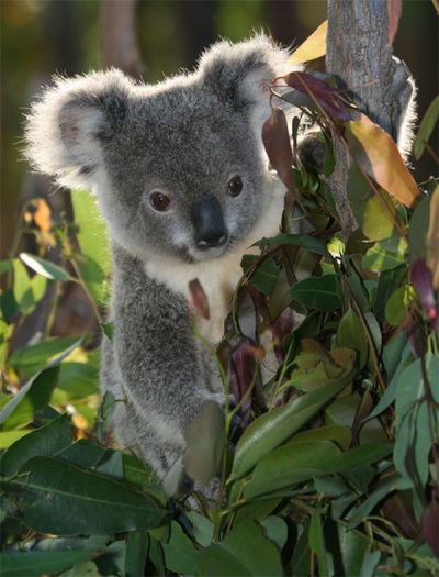  Eucalyptus a Koala