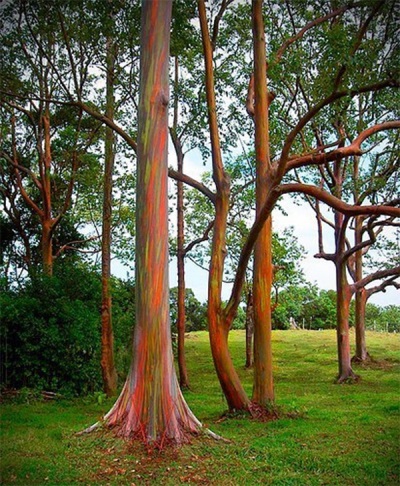  Duhový eukalyptus