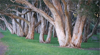  Eucalyptus Grove